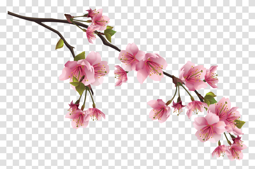 Cherry Blossoms Branch Cherry Blossom Flower, Plant, Petal, Anther Transparent Png