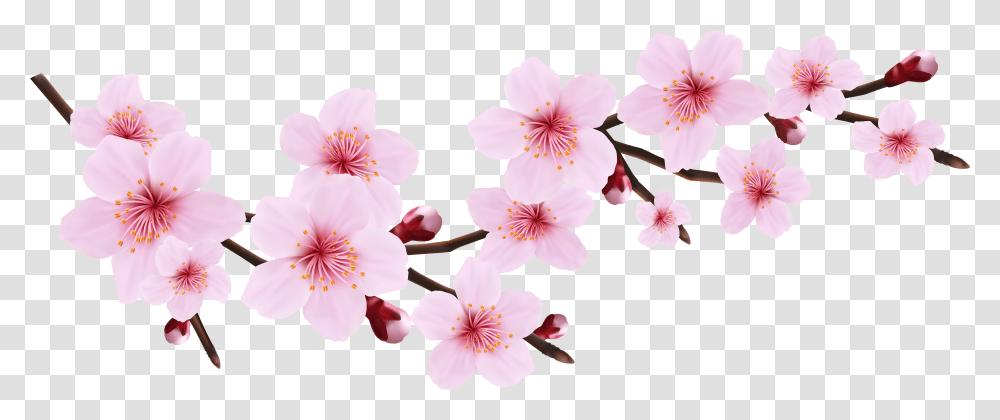 Cherry Blossoms Cherry Blossom Flower Clipart Transparent Png