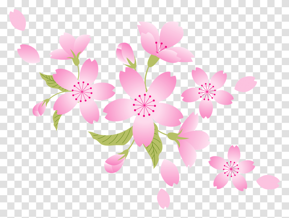 Cherry Blossoms Clipart Free Download Blossom Flower, Plant, Petal, Graphics Transparent Png