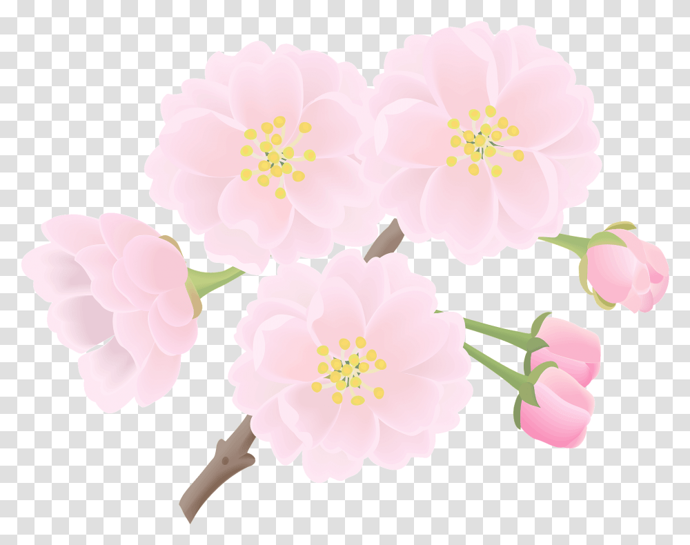 Cherry Blossoms Flower Clipart Free Download Camellia, Plant, Petal, Anther, Geranium Transparent Png