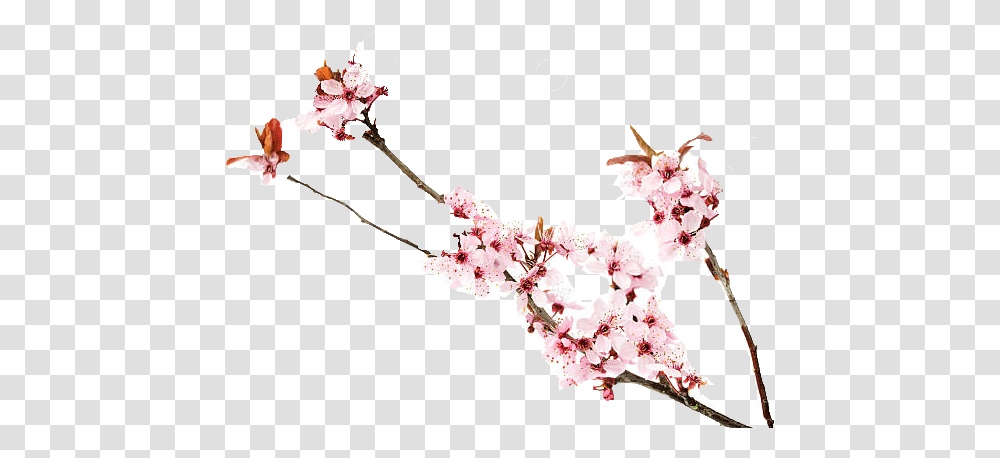 Cherry Blossoms Free Image Download Blossom, Plant, Flower, Petal Transparent Png