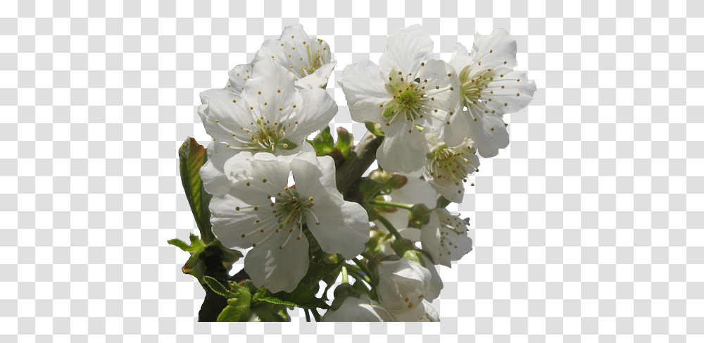 Cherry Blossoms Hell White Free Photo On Pixabay Flower, Plant, Pollen, Wasp, Bee Transparent Png