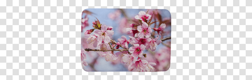 Cherry Blossoms Or Sakura Flower In Full Bloom Bath Mat • Pixers We Live To Change Sakura Blomst, Plant, Petal Transparent Png