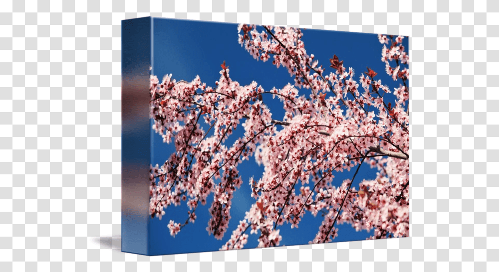 Cherry Blossoms, Plant, Flower Transparent Png