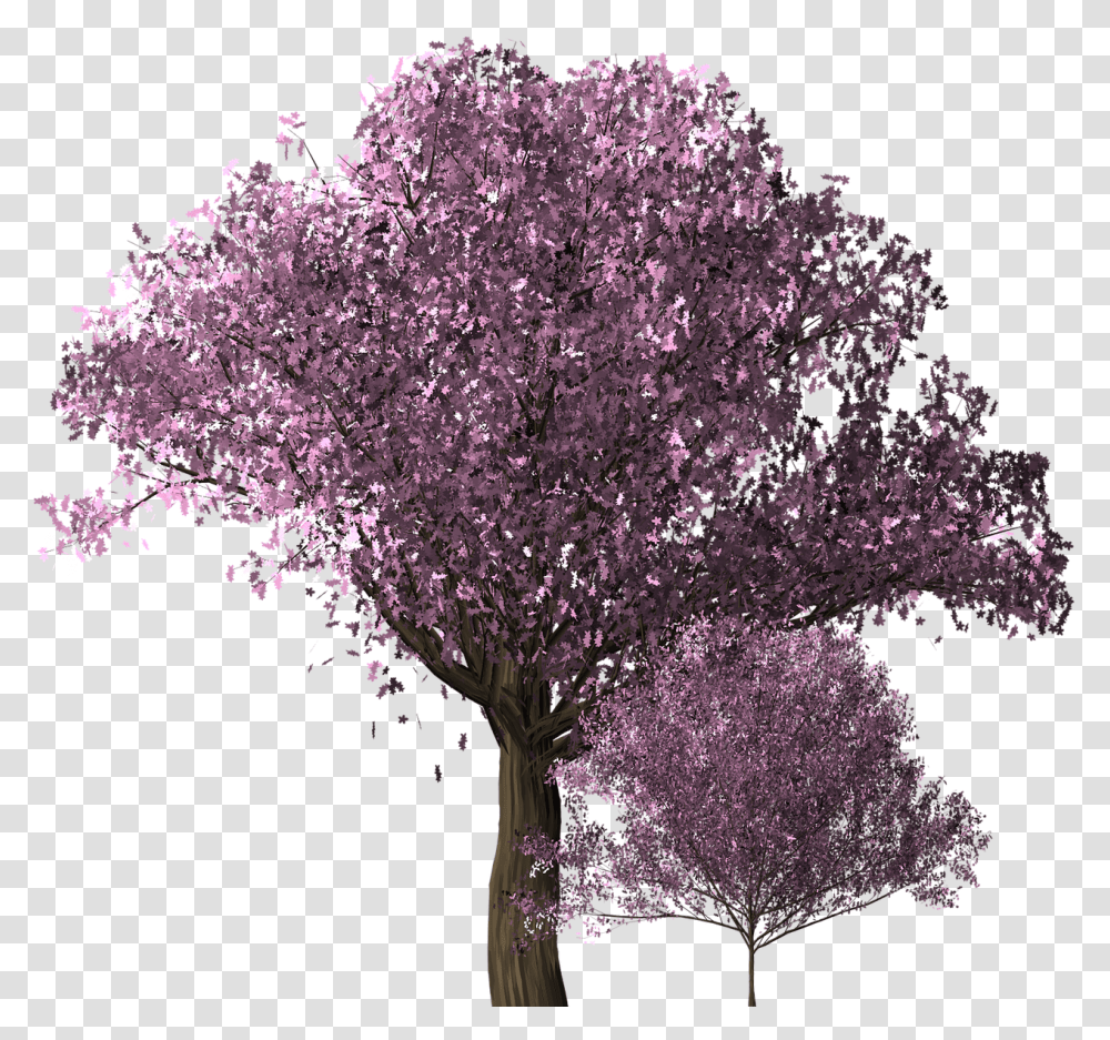 Cherry Blossoms Tree, Plant, Flower, Lilac Transparent Png