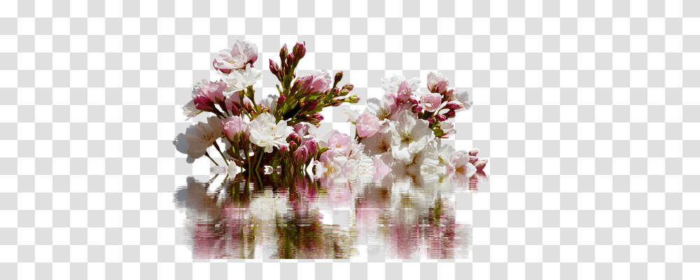 Cherry Branches Nature, Plant, Flower, Blossom Transparent Png
