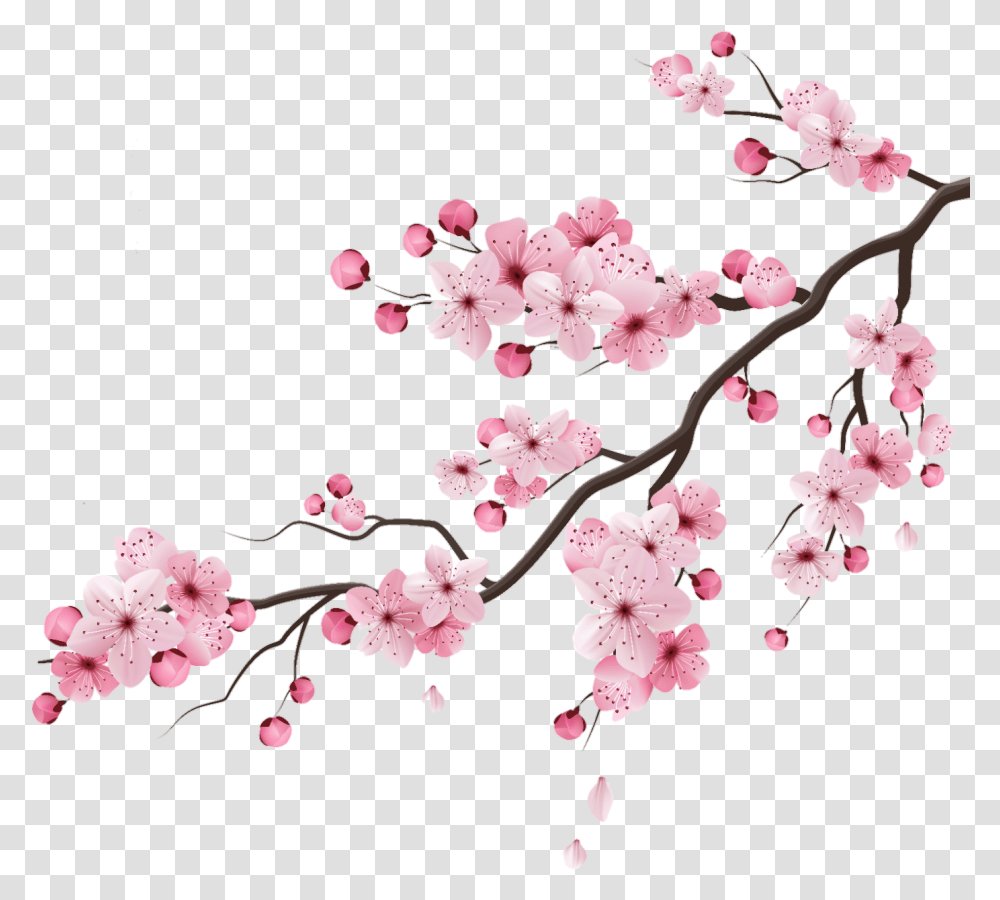 Cherry Cherryblossom Blossom Peachflower Peach Sakura Branch Drawing, Plant, Cherry Blossom Transparent Png