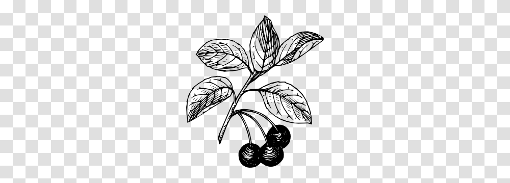 Cherry Clip Art, Plant, Fruit, Food, Blueberry Transparent Png
