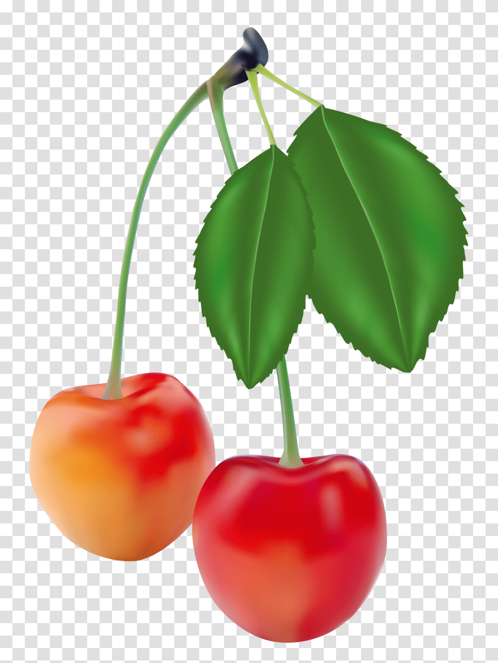 Cherry Clipart Free Wedding Cherries Clip Art Free Free Inside, Plant, Fruit, Food, Leaf Transparent Png