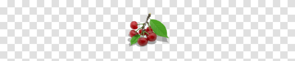 Cherry Clipart, Plant, Fruit, Food Transparent Png