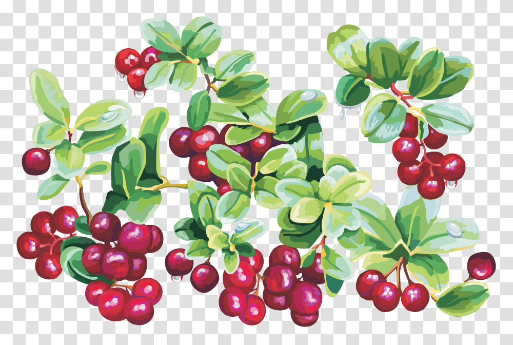 Cherry Cranberry Clip Art, Plant, Fruit, Food, Grapes Transparent Png