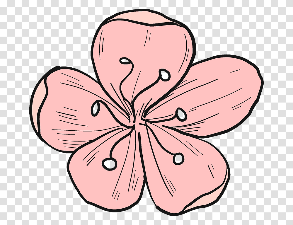 Cherry Flower Clipart, Plant, Blossom, Anther, Geranium Transparent Png