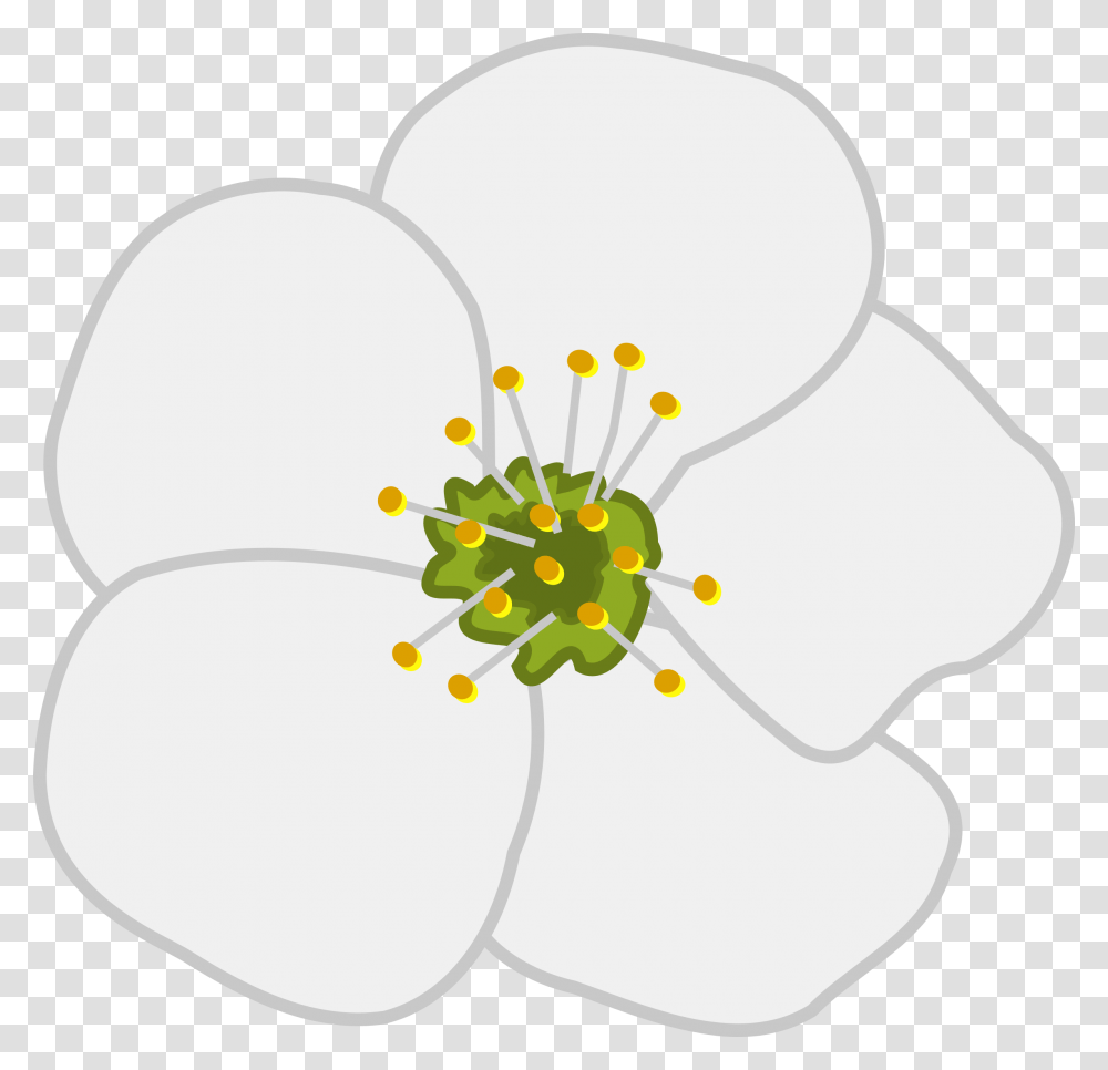 Cherry Flower, Plant, Blossom, Pollen, Petal Transparent Png