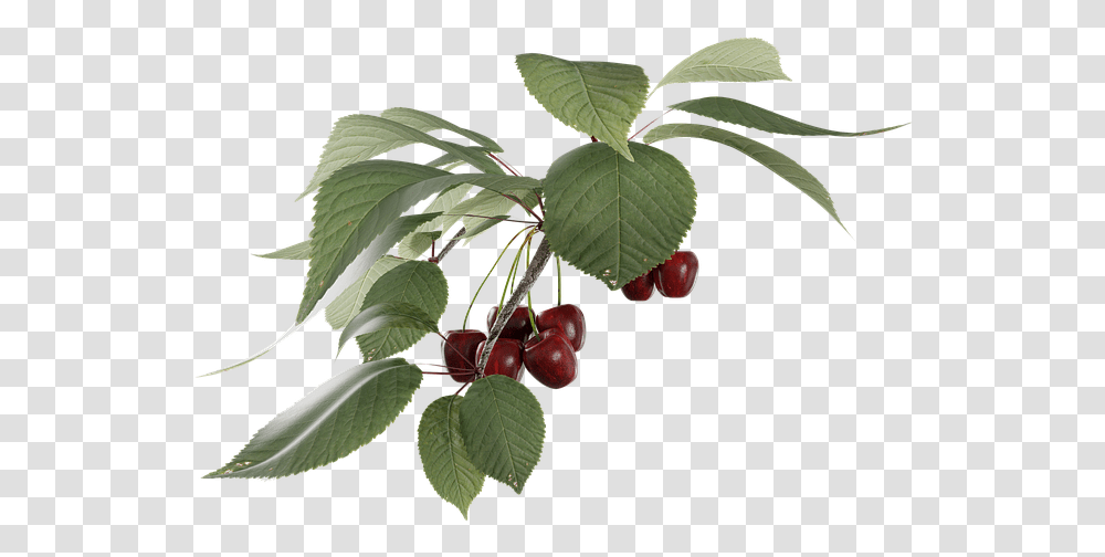 Cherry Fruit Branch, Plant, Food, Leaf Transparent Png