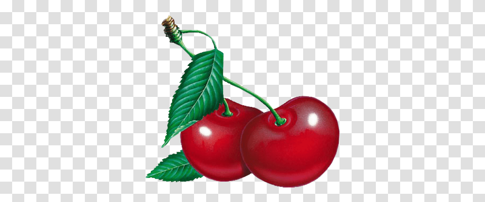 Cherry, Fruit, Plant, Food Transparent Png