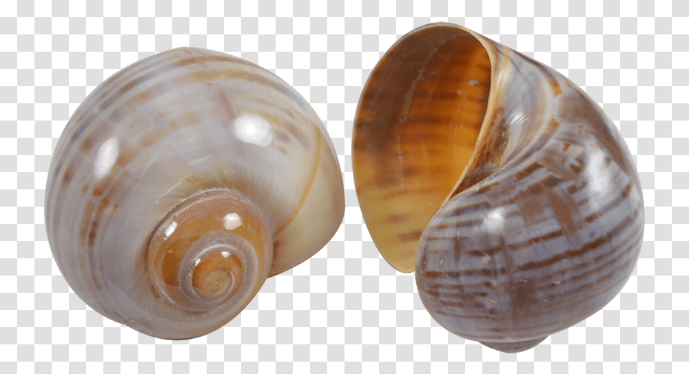 Cherry Land Snail Striped Baltic Clam, Sea Life, Animal, Seashell, Invertebrate Transparent Png