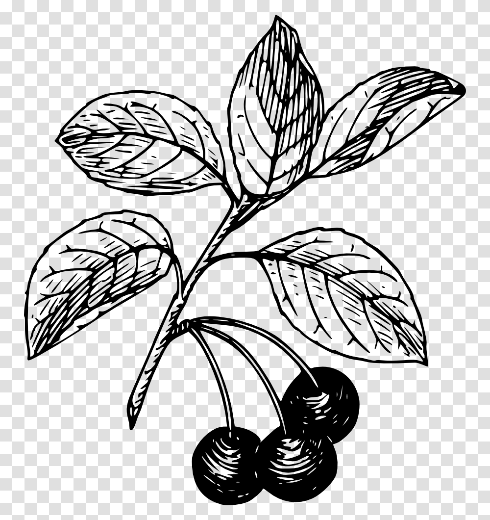 Cherry Pie Clip Art, Drawing, Plant, Sketch, Leaf Transparent Png