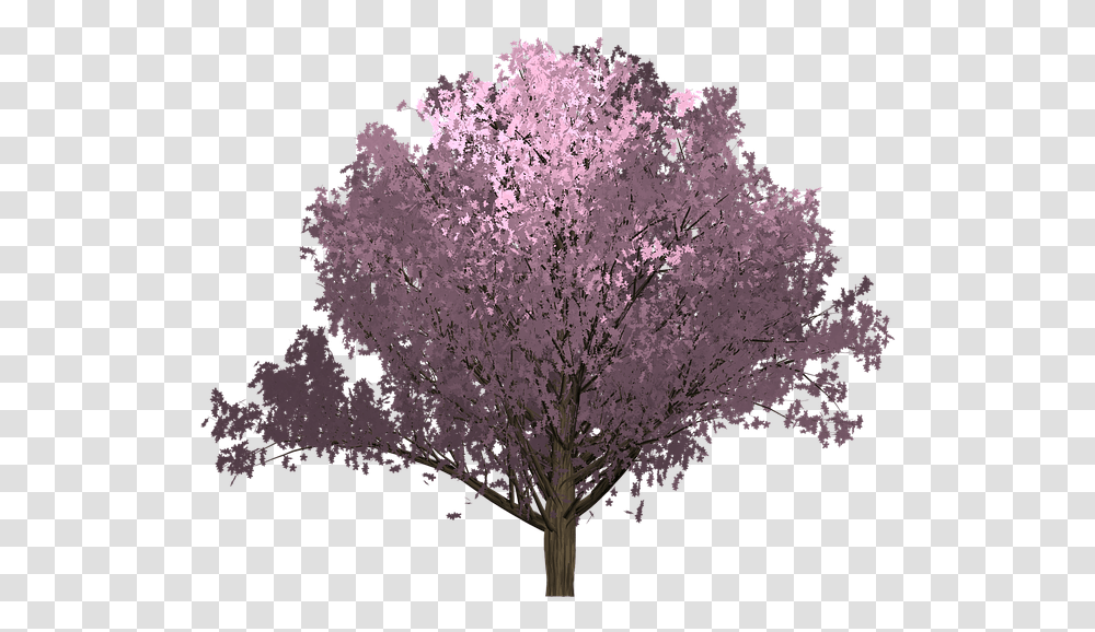 Cherry Pink Tree Painted Tree Image Painting Plant Painting, Cherry Blossom, Flower, Petal Transparent Png