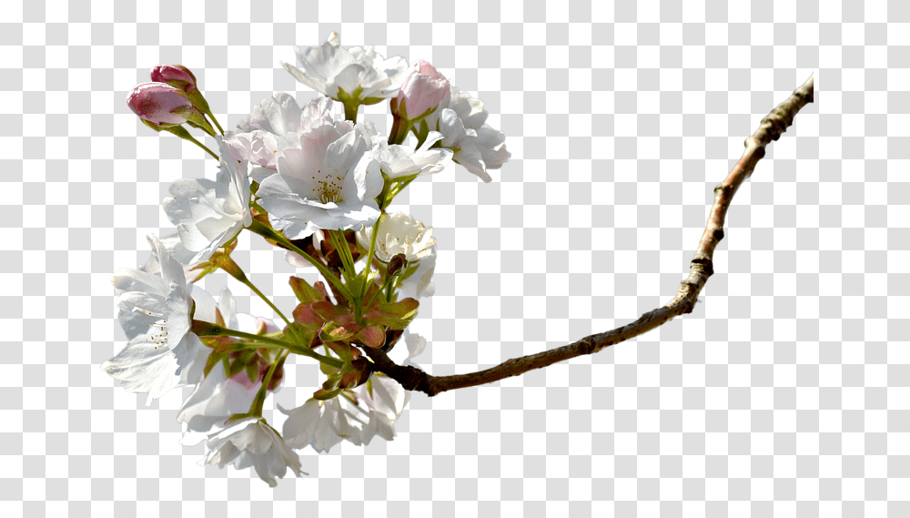 Cherry, Plant, Flower, Blossom, Flower Arrangement Transparent Png