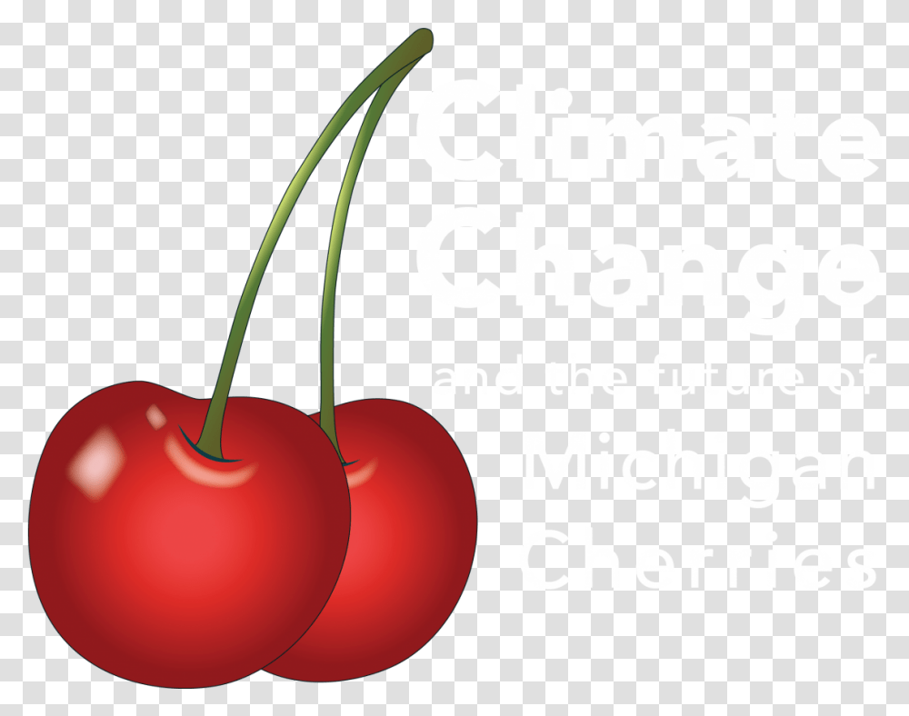 Cherry, Plant, Fruit, Food Transparent Png