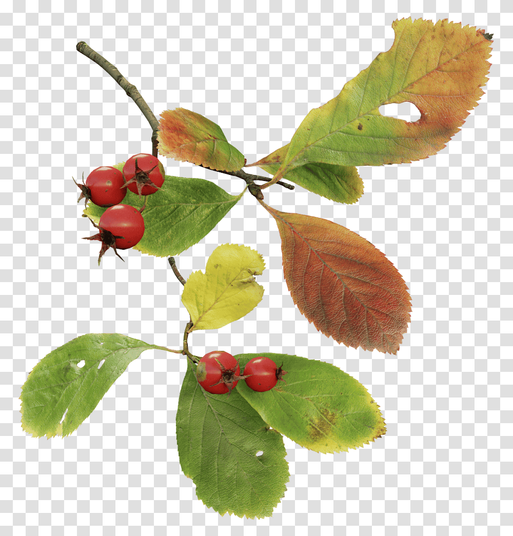 Cherry, Plant, Leaf, Fruit, Food Transparent Png