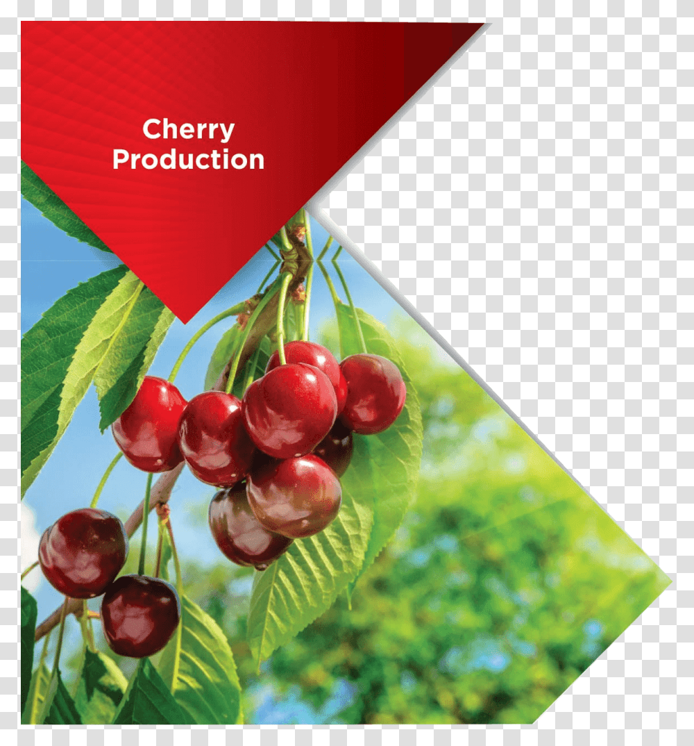 Cherry Production, Plant, Fruit, Food Transparent Png