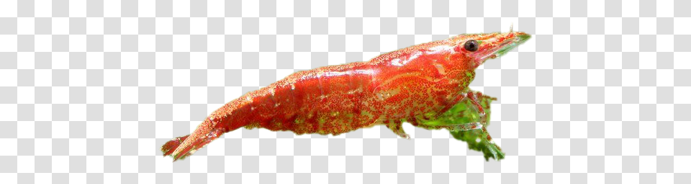 Cherry Shrimp Image Caterpillar, Fish, Animal, Coho, Seafood Transparent Png