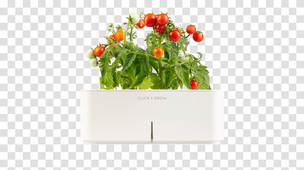 Cherry Tomato Plant, Potted Plant, Vase, Jar, Pottery Transparent Png