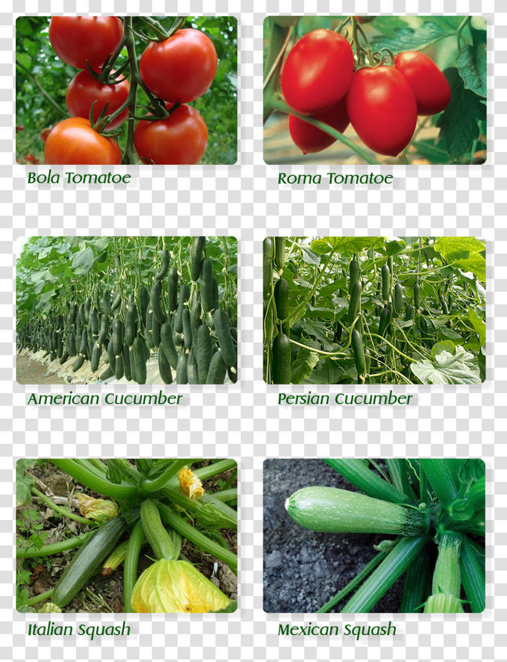 Cherry Tomatoes, Plant, Vegetable, Food, Produce Transparent Png