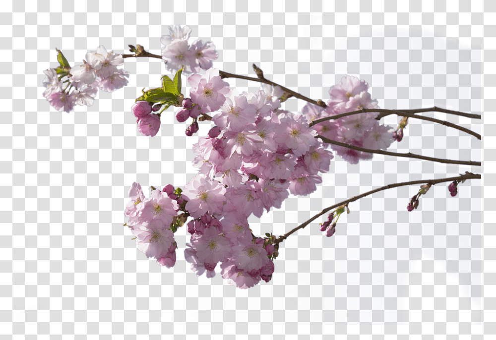 Cherry Tree 960, Flower, Plant, Blossom, Bird Transparent Png