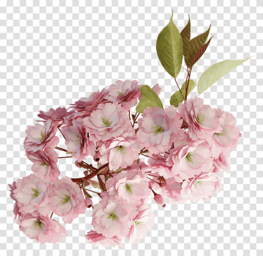 Cherry Tree Branch Blossom, Plant, Flower, Carnation, Flower Arrangement Transparent Png
