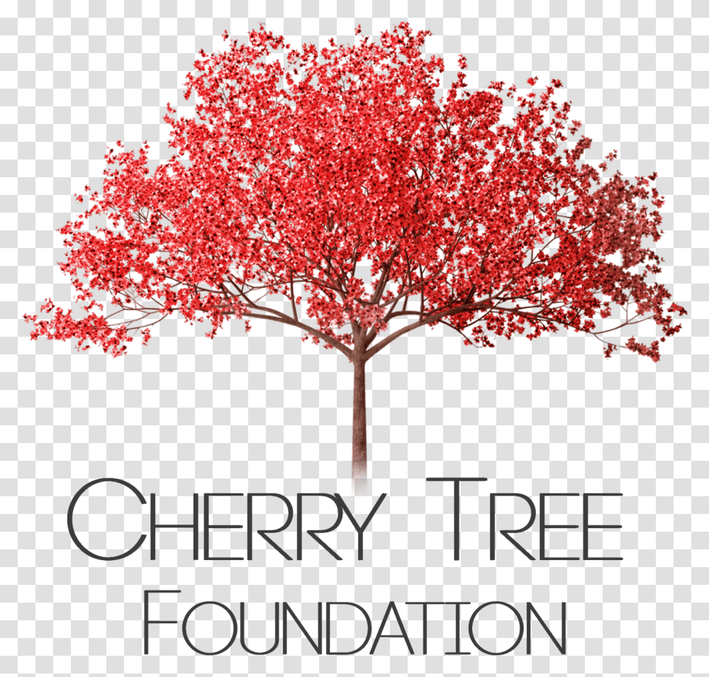 Cherry Tree Cherry Blossom Tree, Maple, Plant, Flower, Leaf Transparent Png
