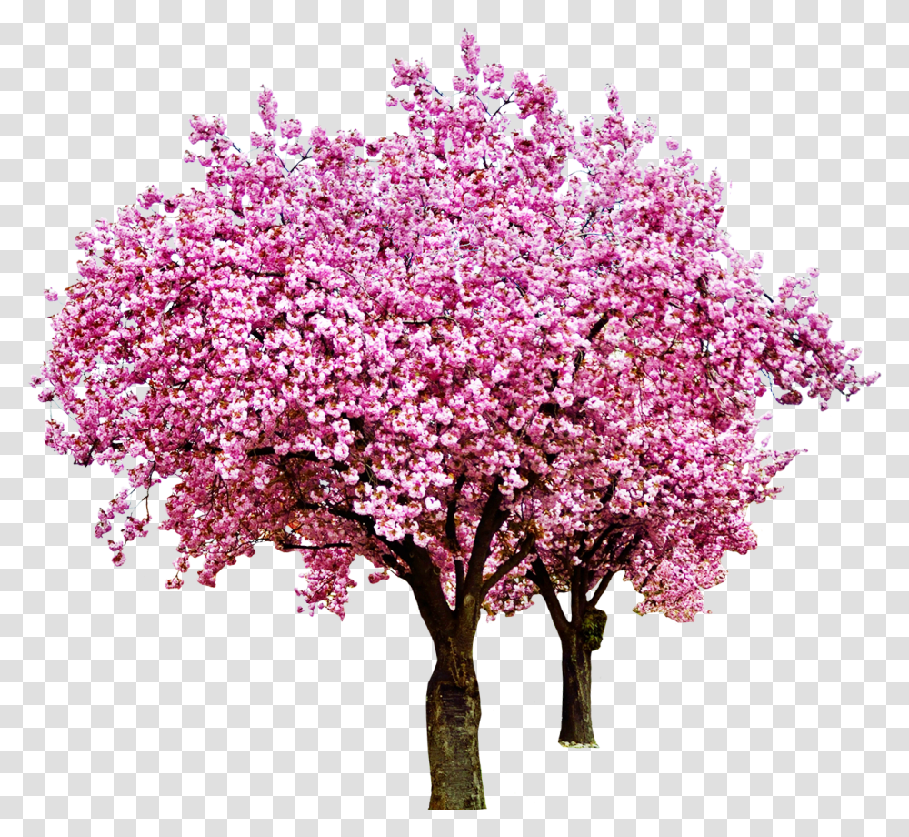 Cherry Tree Cherryblossoms Cherry Blossom Red Bud, Plant, Flower, Lilac Transparent Png
