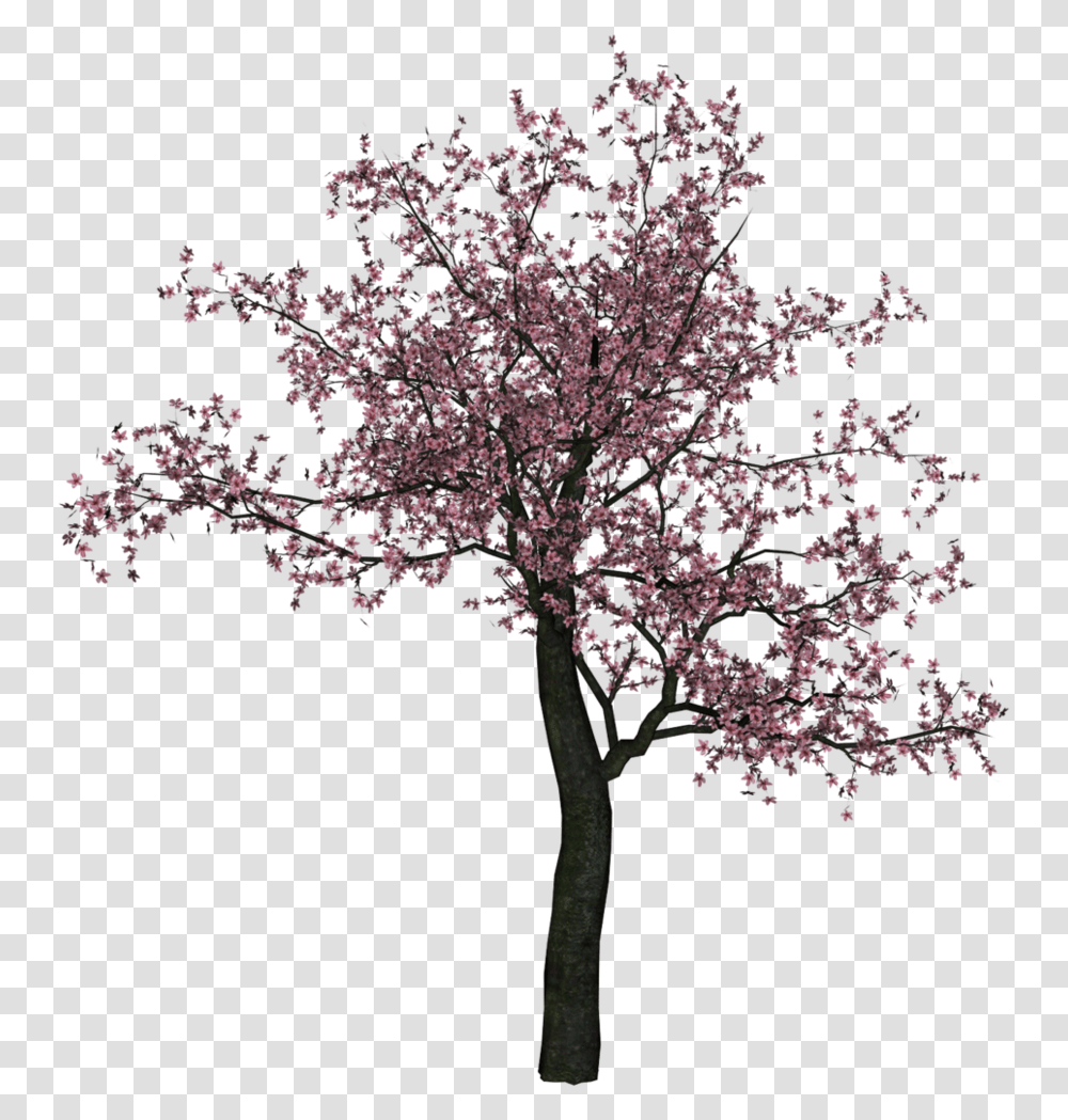 Cherry Tree Image Trees Cherry Blossoms, Plant, Flower, Cross Transparent Png