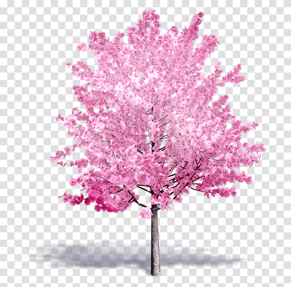 Cherry Tree In Bloom Cherry Blossom Tree 3d, Plant, Flower Transparent Png