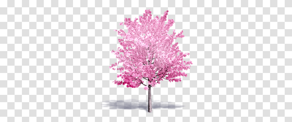 Cherry Tree In Bloom Plants Free Bim Object For Cinema 3d Cherry Blossom, Flower,  Transparent Png