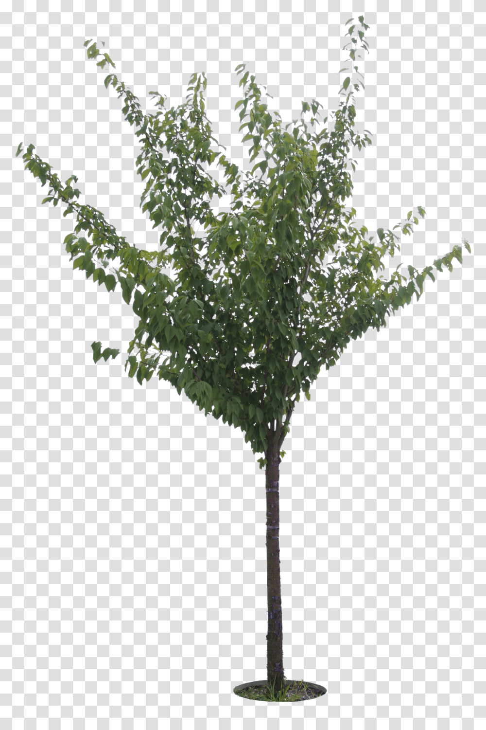 Cherry Tree Olive Tree Cut Out, Plant, Bush, Vegetation, Leaf Transparent Png