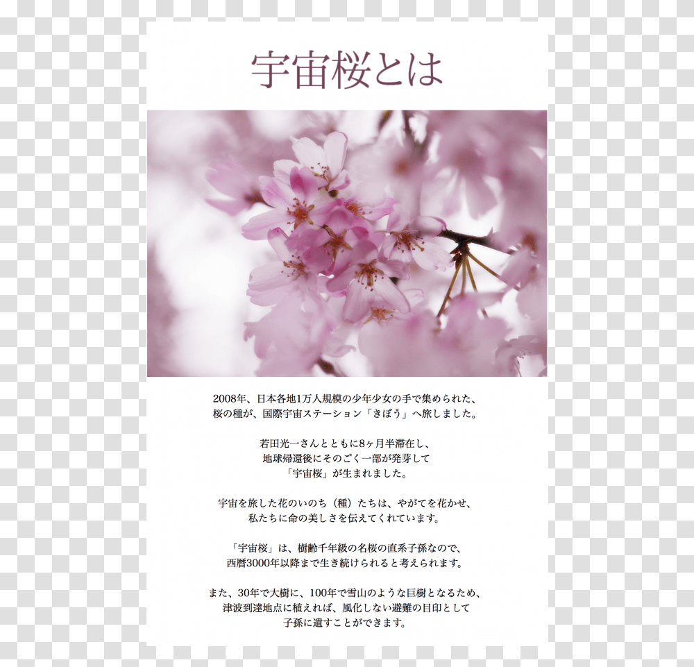 Cherry Tree, Plant, Flower, Blossom, Cherry Blossom Transparent Png