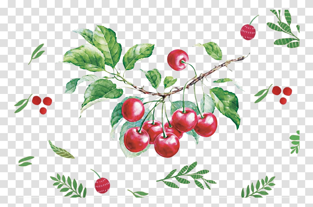 Cherry Vector Cherry Drawing Watercolor, Plant, Fruit, Food, Plum Transparent Png