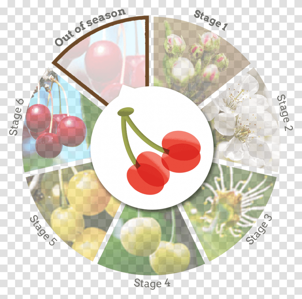 Cherry Wheel Out Of Season, Plant, Fruit, Food Transparent Png