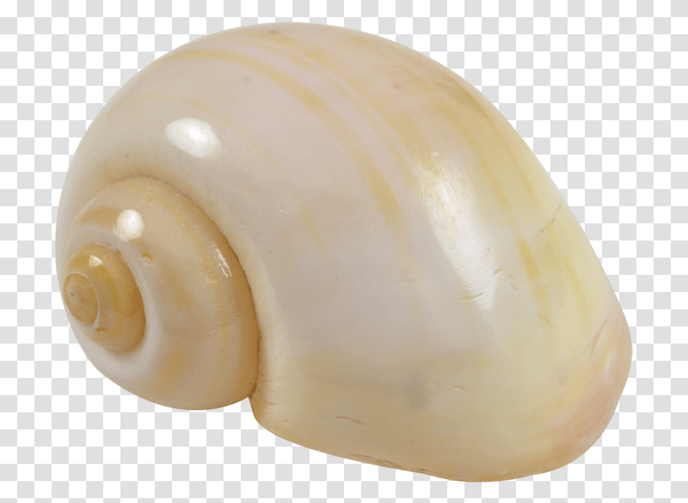 Cherry Yellow Snail Bead, Egg, Food, Seashell, Invertebrate Transparent Png