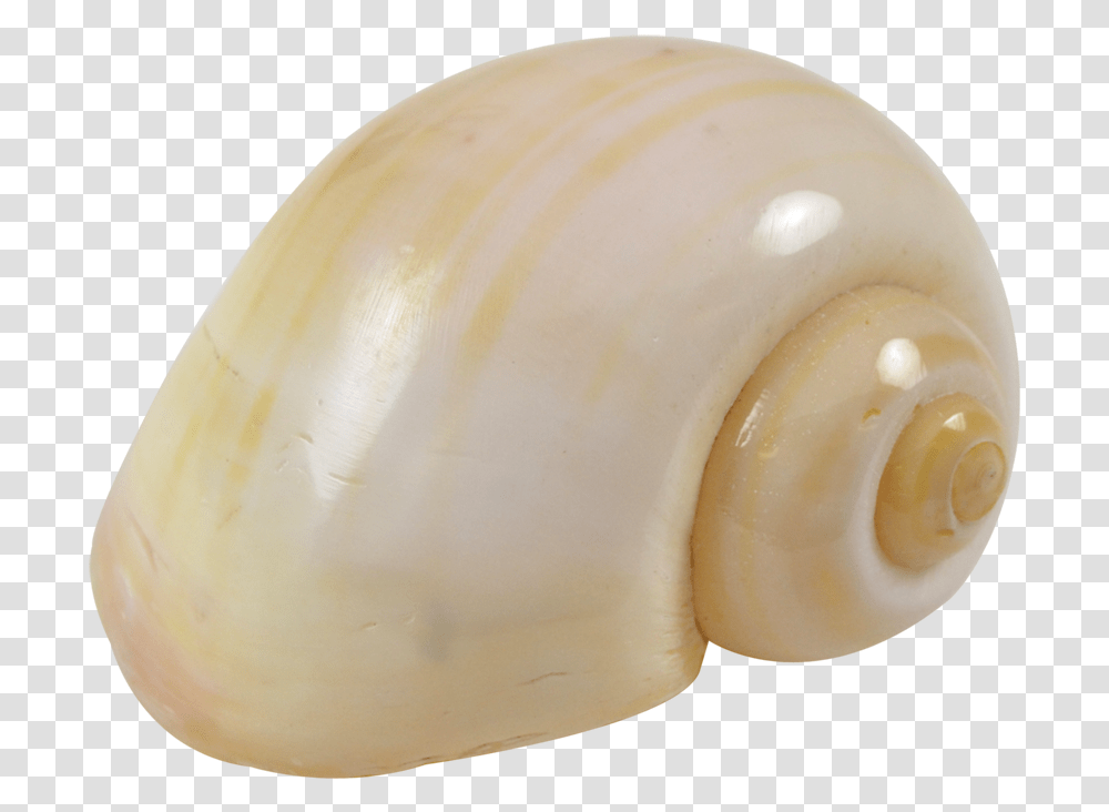 Cherry Yellow Snail Shells Lymnaeidae, Egg, Food, Seashell, Invertebrate Transparent Png