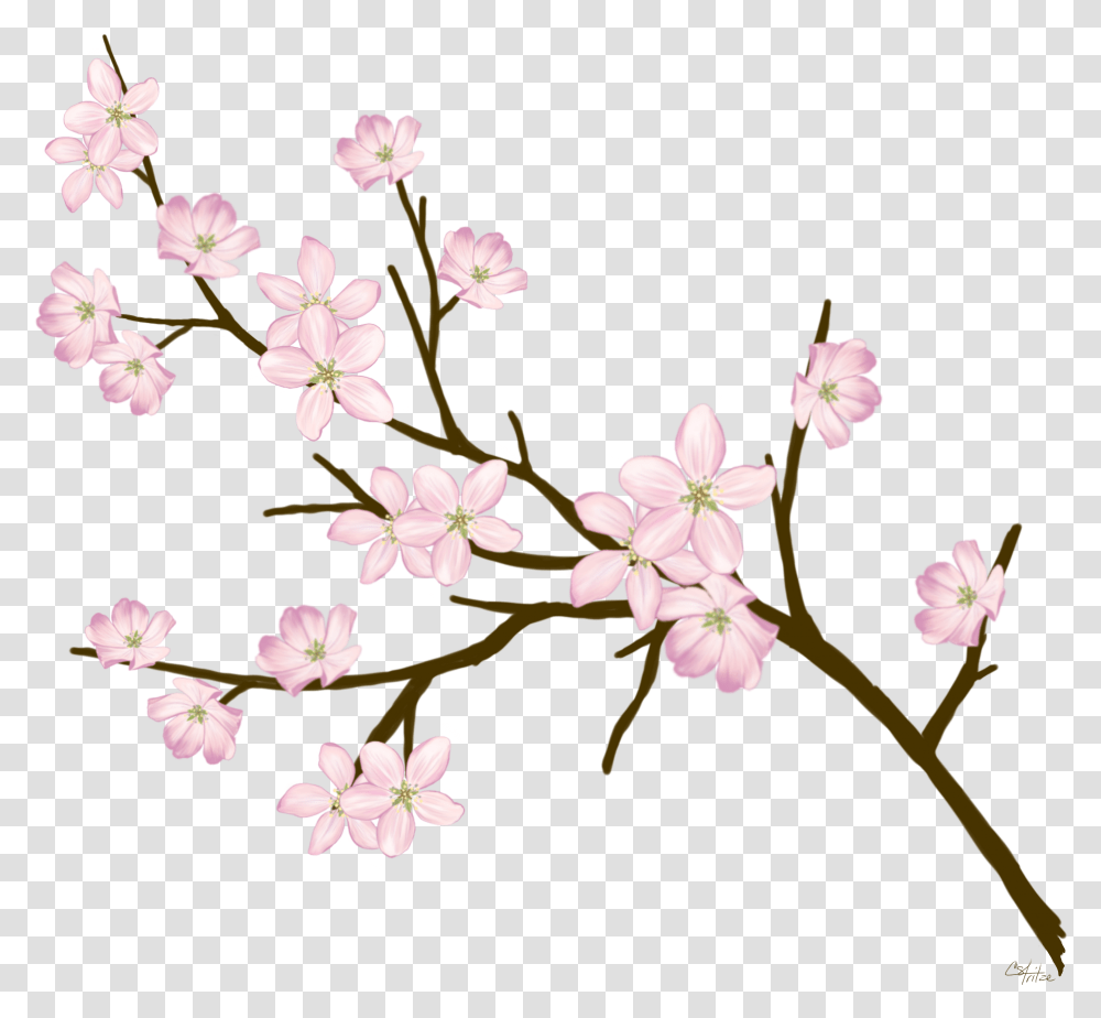 Cherryblossom Flowers Branches Freetoedit Cherry Blossom, Plant Transparent Png