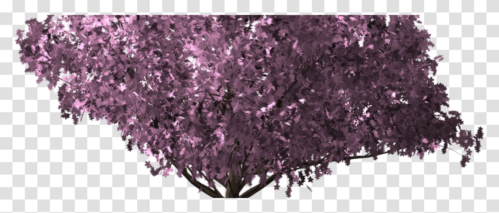Cherryblossomtree Cherry Blossom, Plant, Flower, Lilac, Outdoors Transparent Png