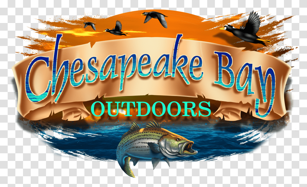 Chesapeake Bay Charter Fishing And Sea Duck Hunting Pull Fish Out Of Water Transparent Png