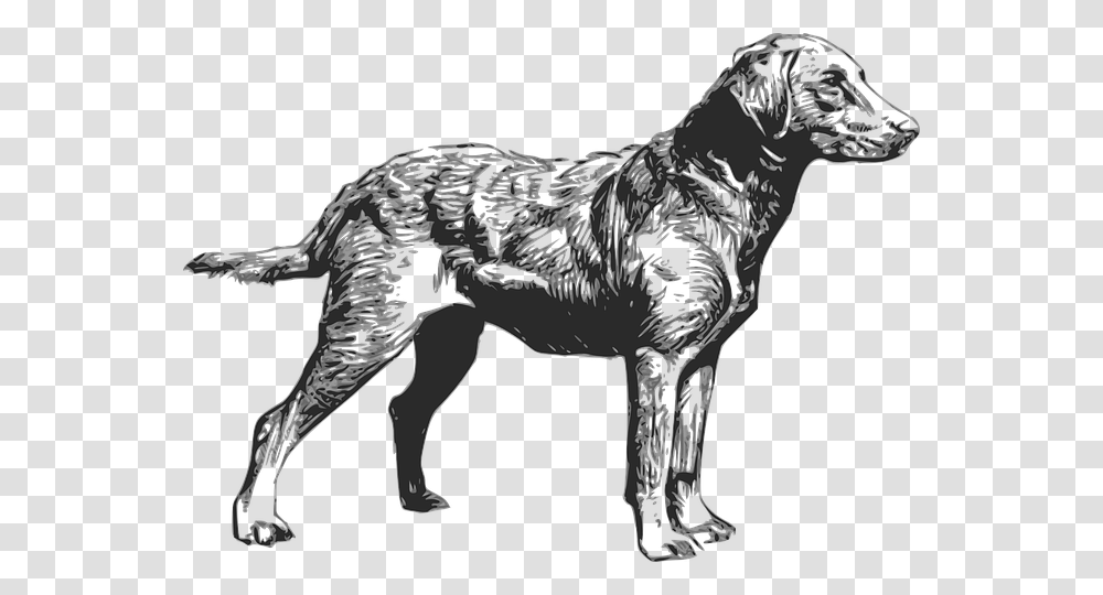 Chesapeake Bay Retriever Clipart, Wolf, Mammal, Animal, Coyote Transparent Png