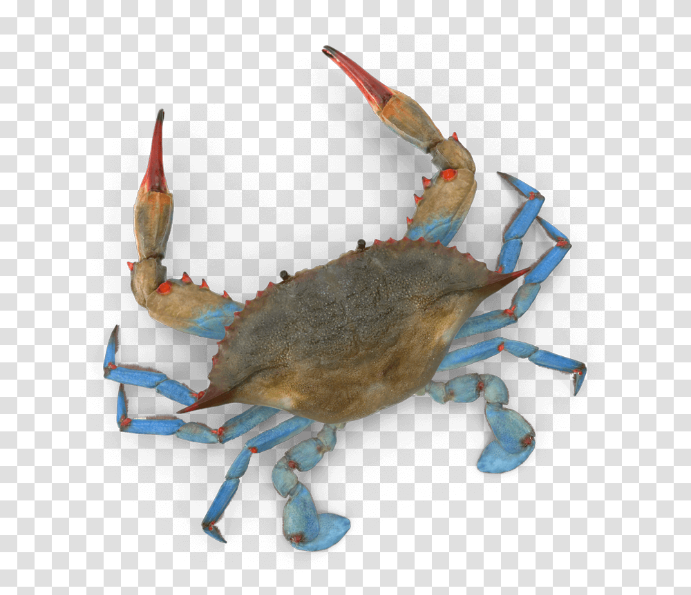 Chesapeake Blue Crab, Sea Life, Animal, Seafood, Bird Transparent Png