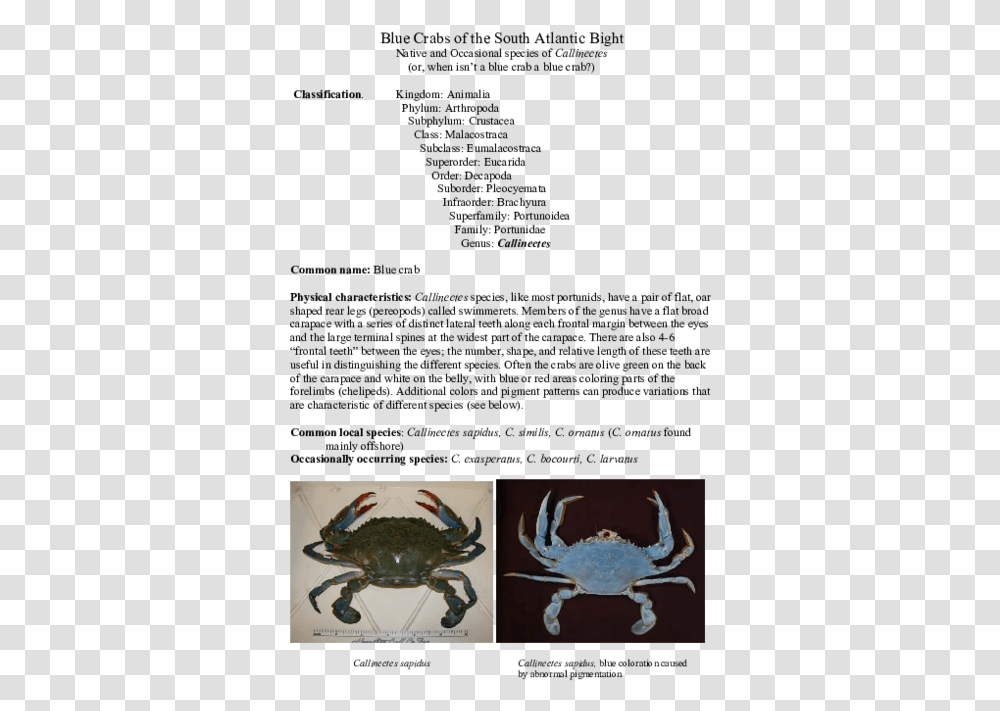 Chesapeake Blue Crab, Seafood, Sea Life, Animal, Bird Transparent Png