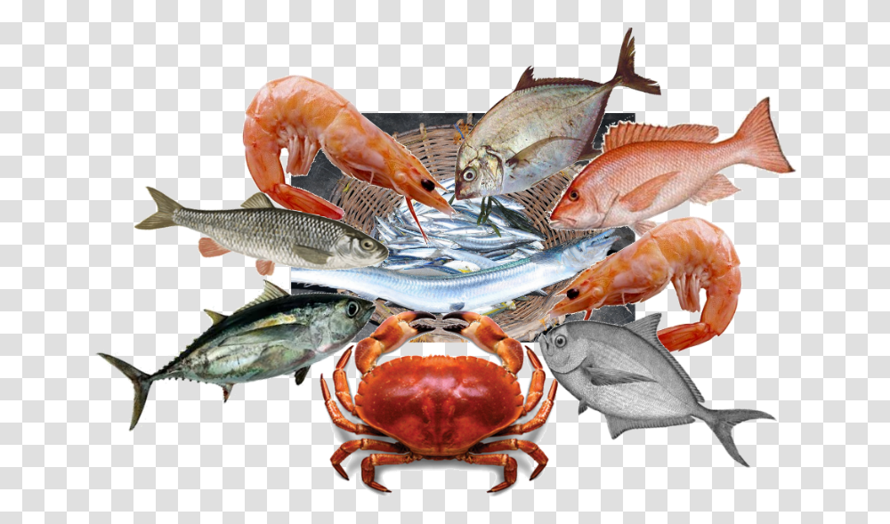 Chesapeake Blue Crab Shrimp Paste, Fish, Animal, Seafood, Sea Life Transparent Png