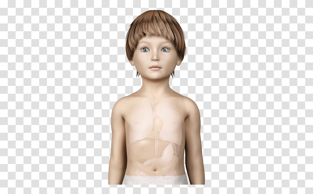 Chest Hair Internal Organs Boy Download Original Boy Anatomy, Head, Face, Person, Skin Transparent Png
